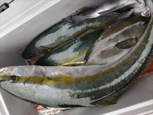 青物五目釣果写真画像