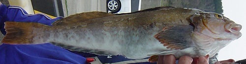 釣れる魚の一覧と食べ方 料理法 釣り船 新潟 上越 能生漁港 こうゆう丸