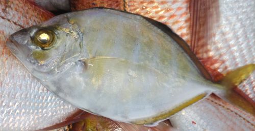 カイワリ写真画像