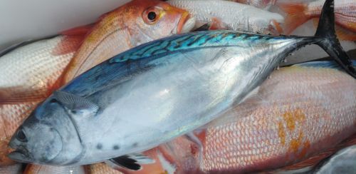 スマガツオ写真画像