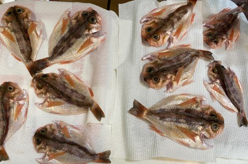 ウスメバルのピチットで干物写真画像