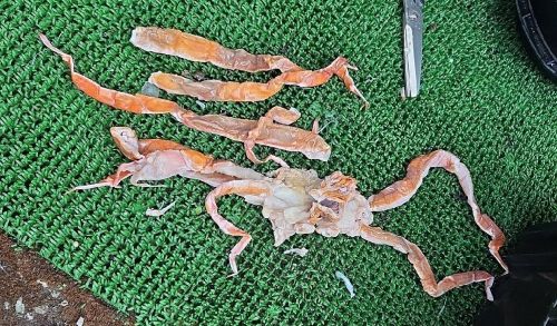 マダラの胃袋に入っていた消化途中のベニズワイガニ写真画像