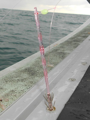 イカ釣りのプラヅノ写真画像